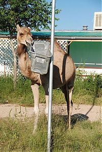 Fauna & Flora: camel playing with a trash bin