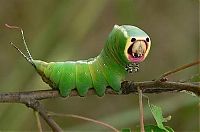 Fauna & Flora: caterpillar