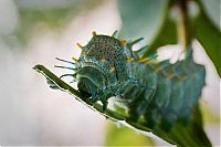 Fauna & Flora: caterpillar