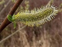 Fauna & Flora: caterpillar