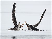 TopRq.com search results: Steller's sea eagles, Kamchatka, Russia