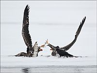 Fauna & Flora: Steller's sea eagles, Kamchatka, Russia