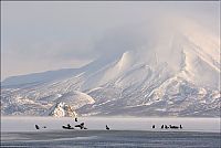 Fauna & Flora: Steller's sea eagles, Kamchatka, Russia