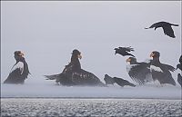 Fauna & Flora: Steller's sea eagles, Kamchatka, Russia