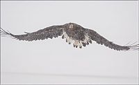 Fauna & Flora: Steller's sea eagles, Kamchatka, Russia