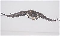 Fauna & Flora: Steller's sea eagles, Kamchatka, Russia