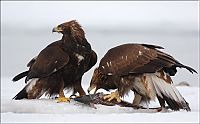 Fauna & Flora: Steller's sea eagles, Kamchatka, Russia