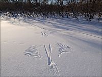 TopRq.com search results: Steller's sea eagles, Kamchatka, Russia