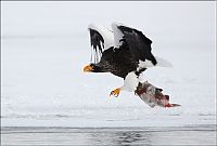 Fauna & Flora: Steller's sea eagles, Kamchatka, Russia