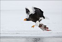 TopRq.com search results: Steller's sea eagles, Kamchatka, Russia