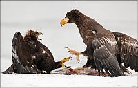 Fauna & Flora: Steller's sea eagles, Kamchatka, Russia