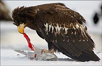 Fauna & Flora: Steller's sea eagles, Kamchatka, Russia