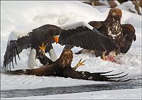 Fauna & Flora: Steller's sea eagles, Kamchatka, Russia