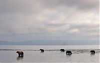 Fauna & Flora: Bears fishing, Kamchatka, Russia