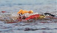 Fauna & Flora: Bears fishing, Kamchatka, Russia