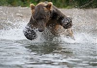 Fauna & Flora: Bears fishing, Kamchatka, Russia