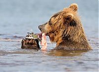 TopRq.com search results: Bears fishing, Kamchatka, Russia