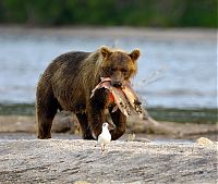 Fauna & Flora: Bears fishing, Kamchatka, Russia