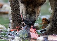 TopRq.com search results: Bears fishing, Kamchatka, Russia