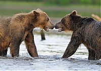 Fauna & Flora: Bears fishing, Kamchatka, Russia