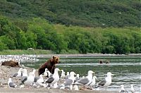 TopRq.com search results: Bears fishing, Kamchatka, Russia