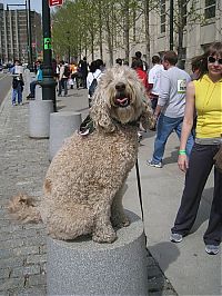 Fauna & Flora: dog, master of balance