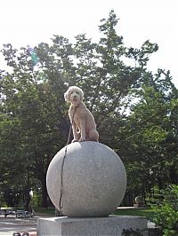 Fauna & Flora: dog, master of balance