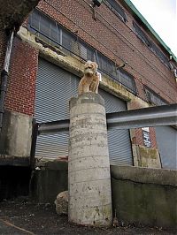 Fauna & Flora: dog, master of balance