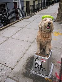 Fauna & Flora: dog, master of balance