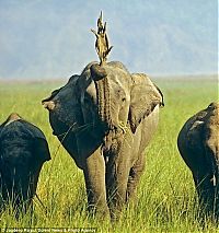 Fauna & Flora: Elephant and a lizard, India