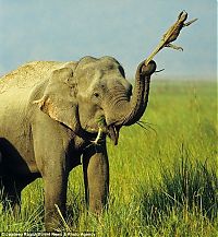 Fauna & Flora: Elephant and a lizard, India