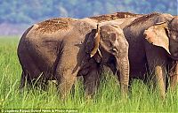 Fauna & Flora: Elephant and a lizard, India