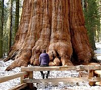 Fauna & Flora: trees around the world