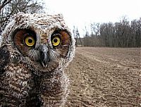 Fauna & Flora: funny owl