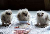 Fauna & Flora: funny owl