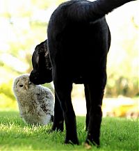 Fauna & Flora: funny owl