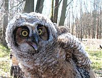 Fauna & Flora: funny owl