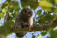 Fauna & Flora: funny owl