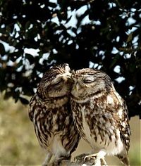 Fauna & Flora: funny owl