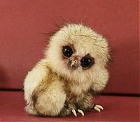 Fauna & Flora: funny owl