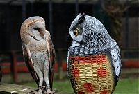 Fauna & Flora: funny owl
