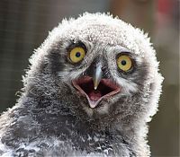 funny owl