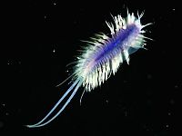 Fauna & Flora: Underwater creatures, Atlantic ocean, MAR-ECO project