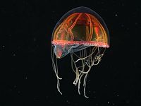 Fauna & Flora: Underwater creatures, Atlantic ocean, MAR-ECO project