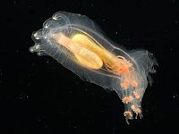 Fauna & Flora: Underwater creatures, Atlantic ocean, MAR-ECO project