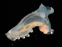 TopRq.com search results: Underwater creatures, Atlantic ocean, MAR-ECO project