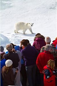 Fauna & Flora: Polar bear, Svalbard Archipelago, Norway