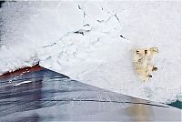 Fauna & Flora: Polar bear, Svalbard Archipelago, Norway