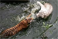 Fauna & Flora: white tiger against siberian tiger