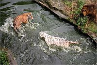 Fauna & Flora: white tiger against siberian tiger